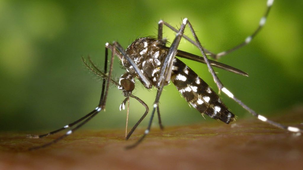 Mosquito Aedes aegypti