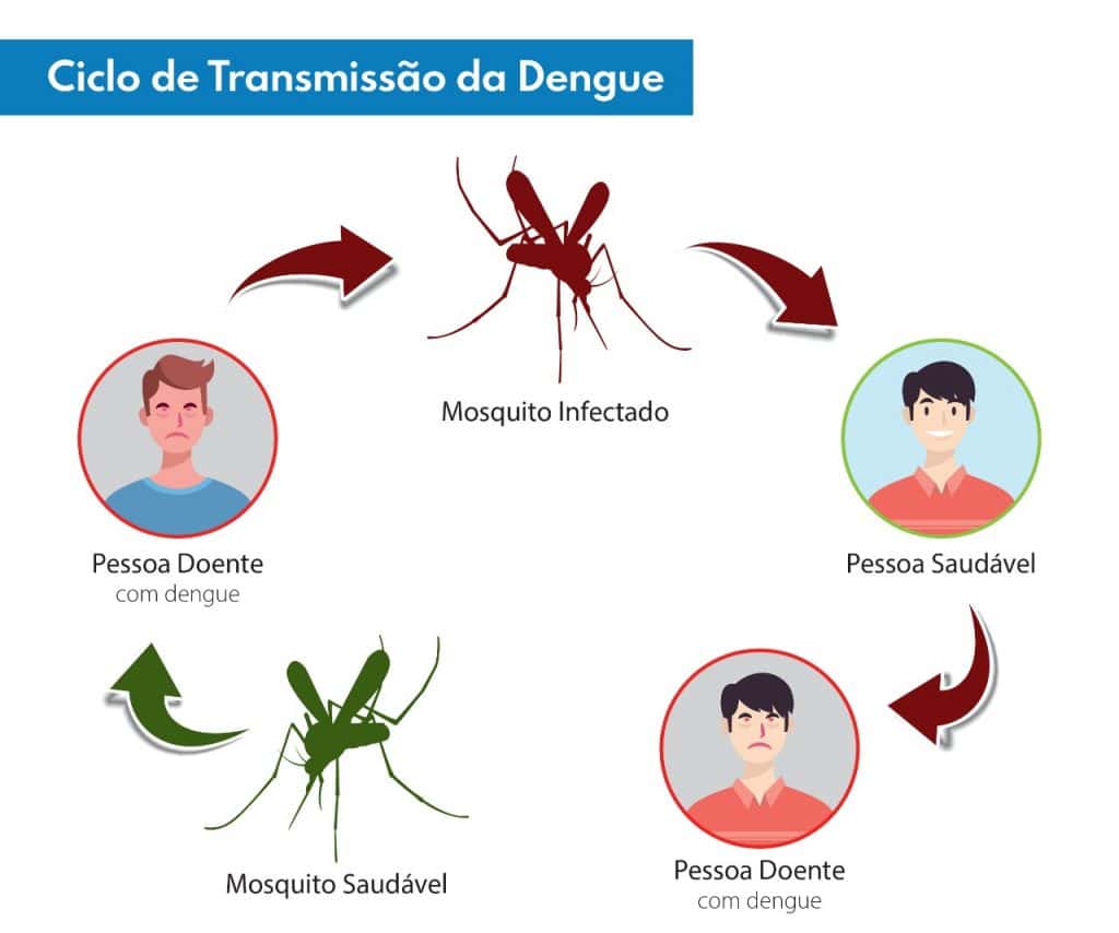 Como o mosquito da dengue é contaminado