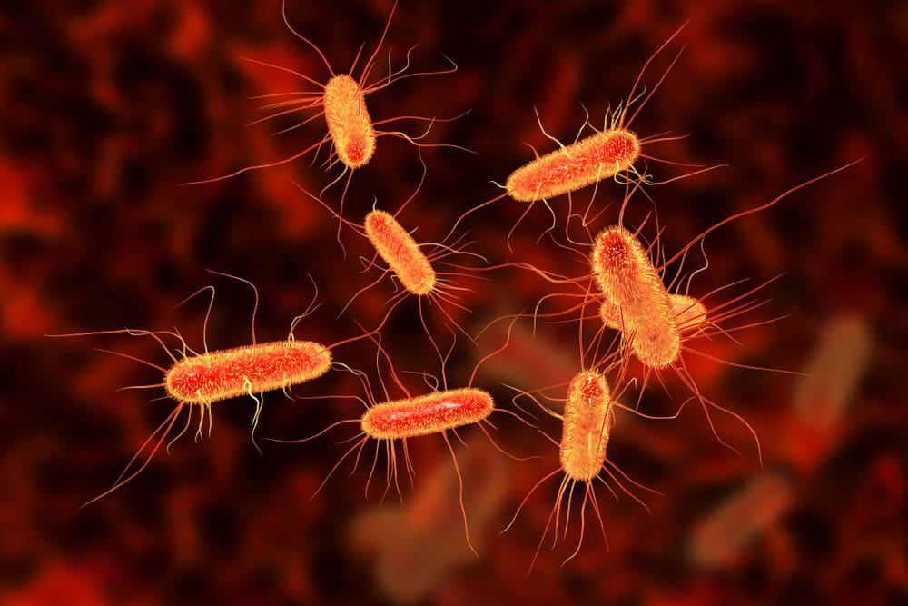 escherichia-coli-genoma-mumia