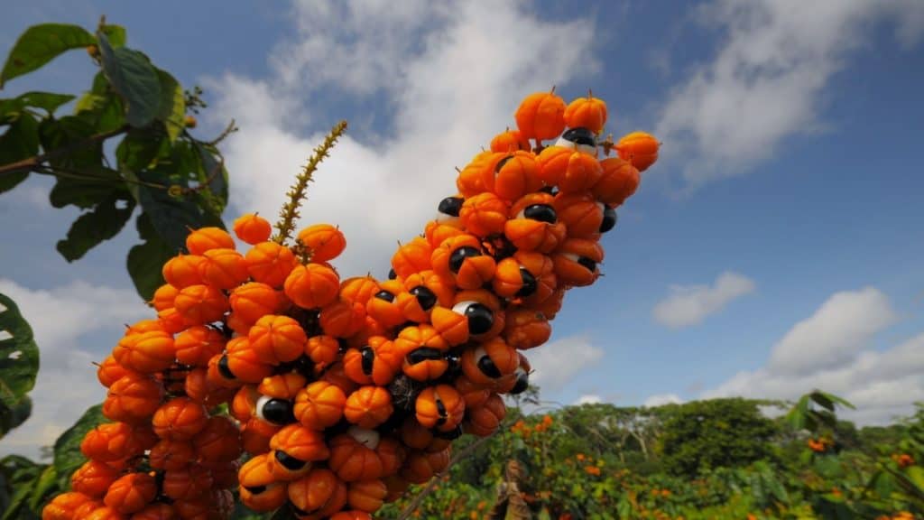 Fruta usada na produção do refrigerante de guaraná