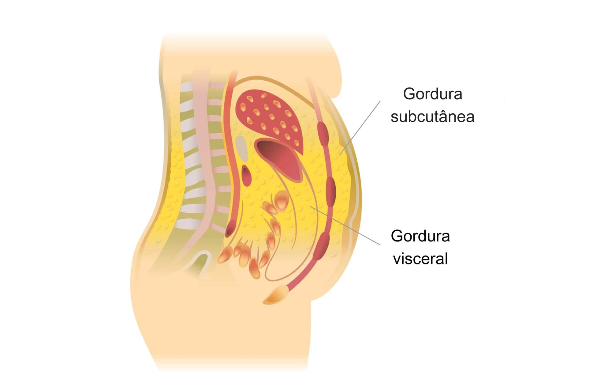 Tipos de gordura