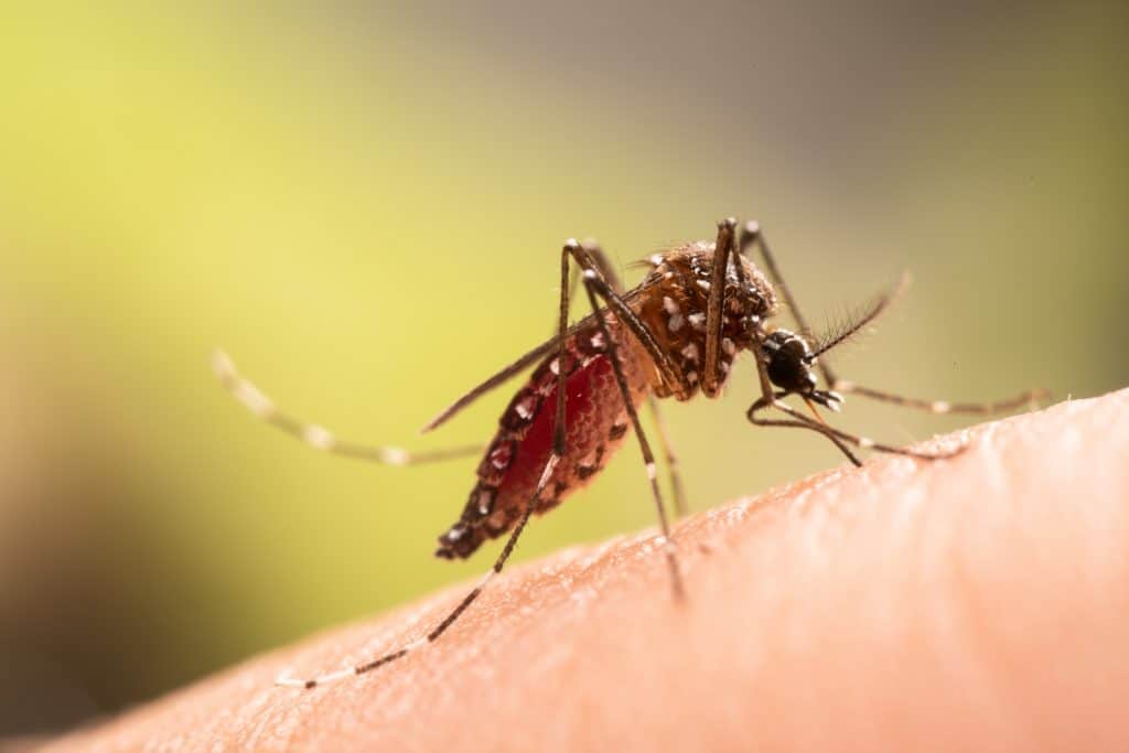 Mosquito da dengue