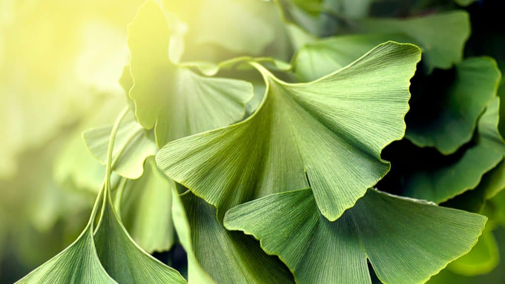 Folha da biloba, planta muito resistente que sobreviveu ao fim dos dinossauros e à Segunda Guerra Mundial
