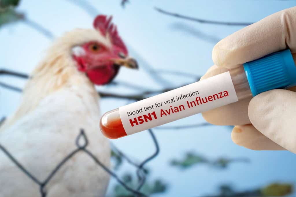 Frango e frasco de sangue