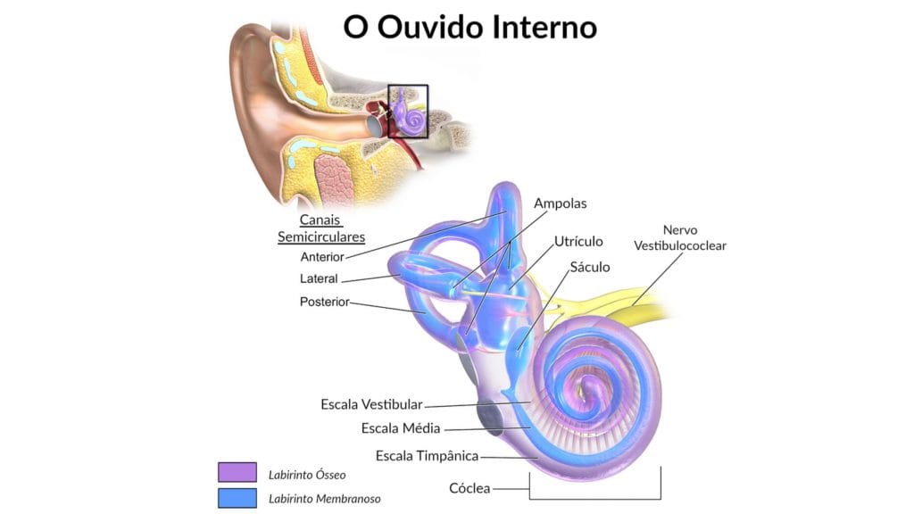 ilustração do sistema vestibular e do ouvido interno