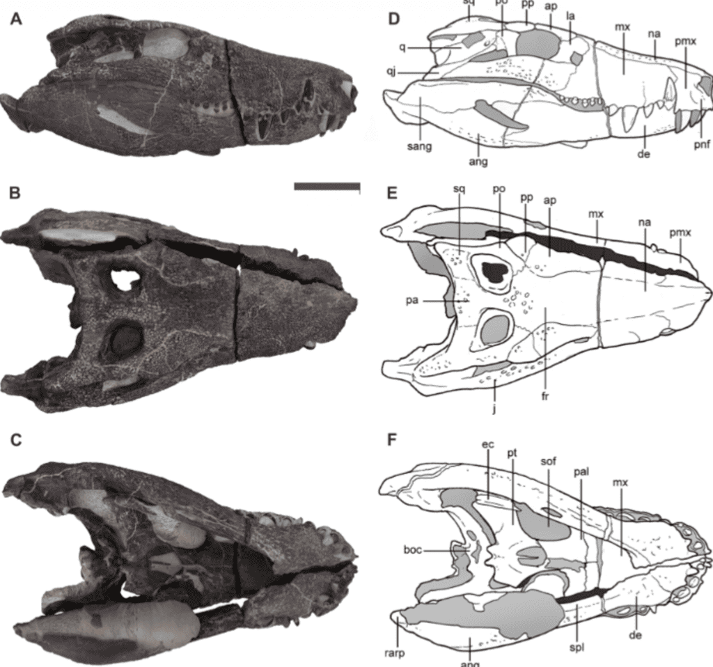 Kostensuchus atrox crocodilo