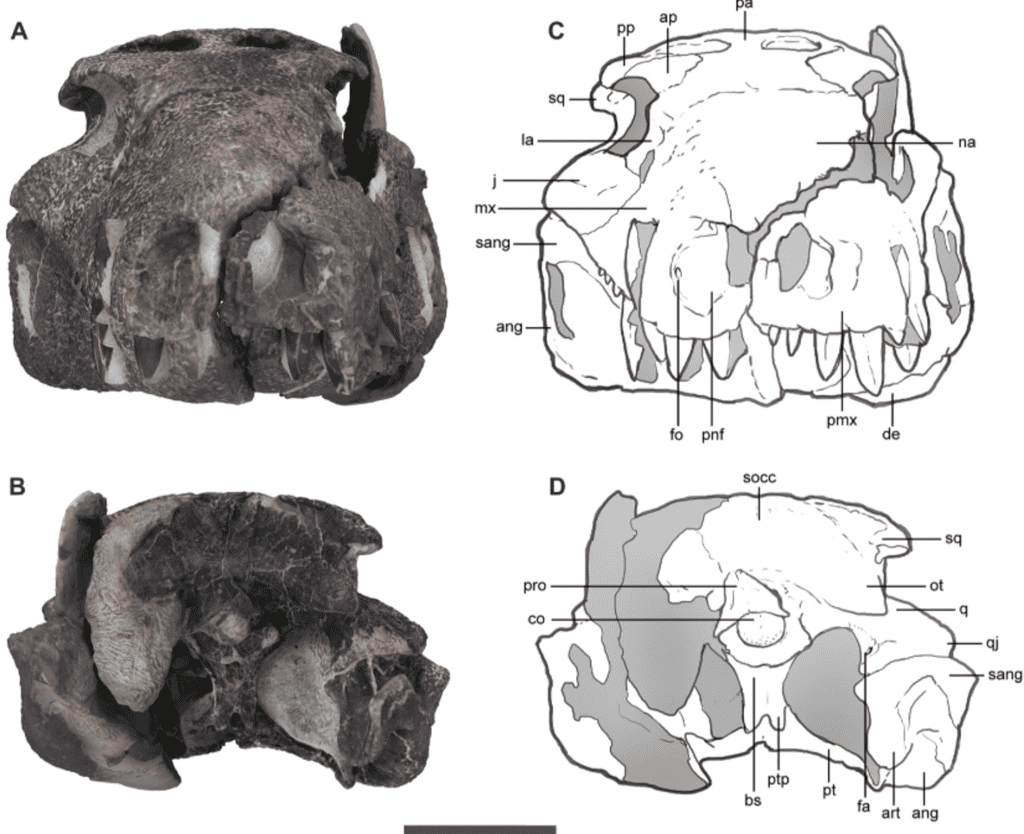 Kostensuchus atrox