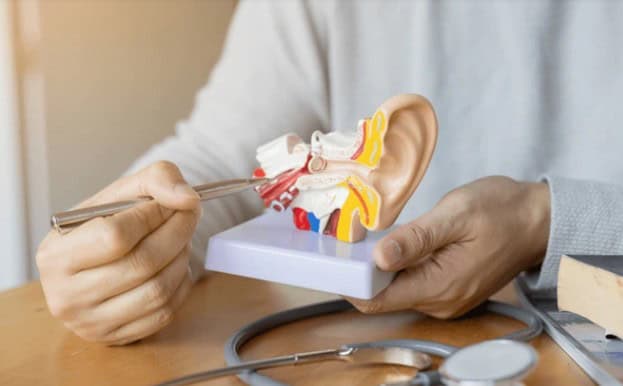 médico com modelo do canal auditivo