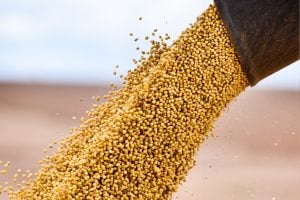 China Zera Importação de Soja dos EUA em Setembro Pela 1ª Vez em 7 Anos