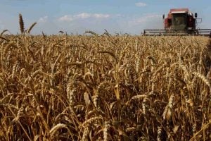Ucrânia Aumenta Área de Trigo de Inverno em 9% e Projeta Mais Receita
