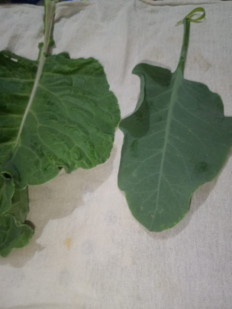 nicotiana minas