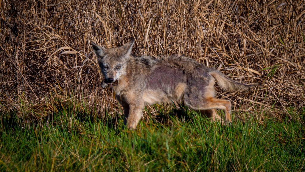 Coiote com sarna, ou o "Chupacabra" original