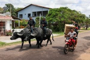 Policiais em Búfalos de Marajó Patrulham a Cidade Perto da COP30