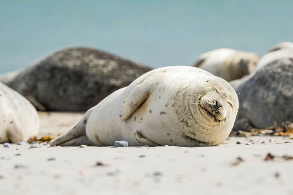 Imagem mostra uma foca na areia da praia