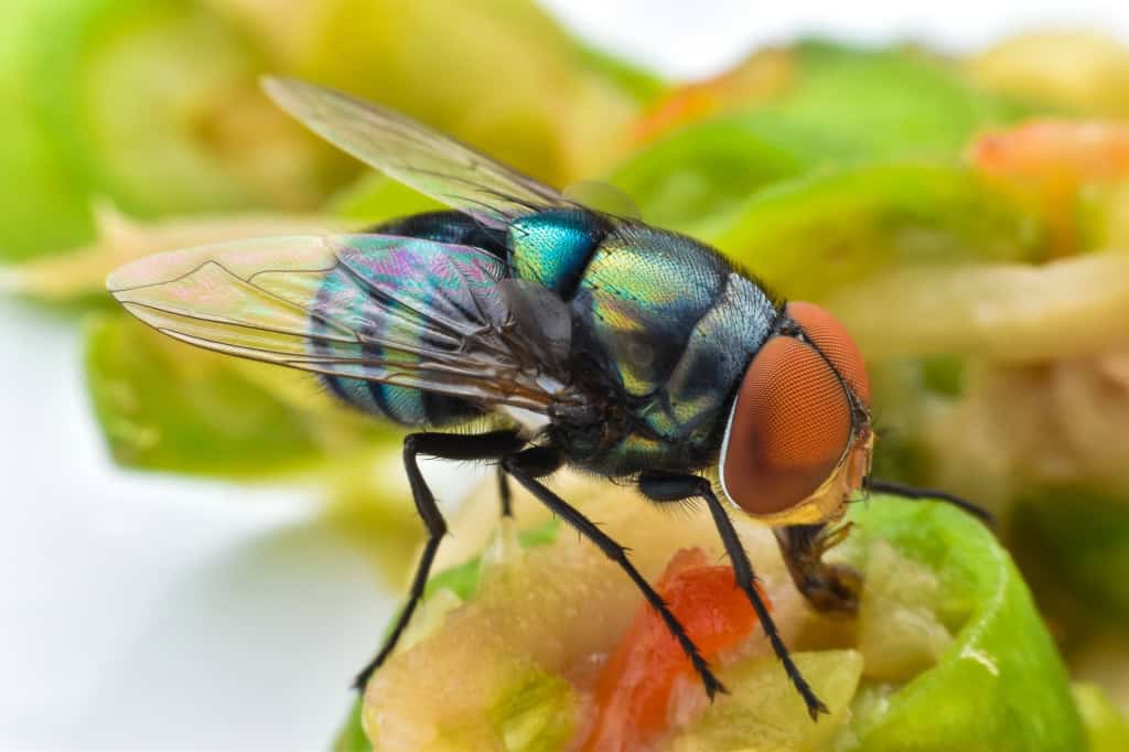 Mosca-da-bicheira
