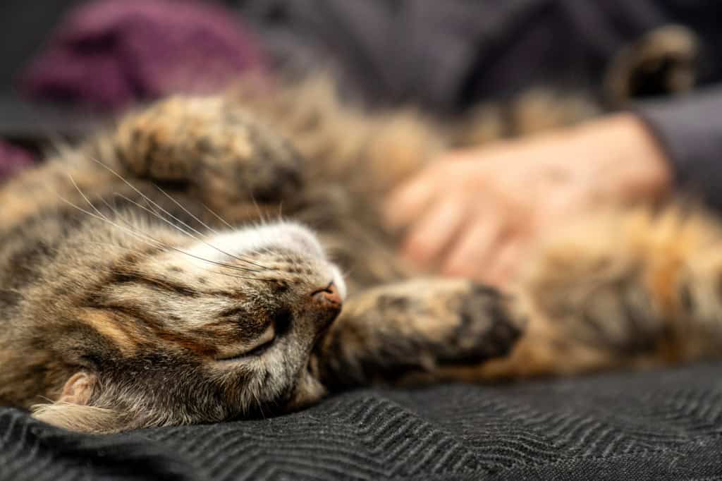 gato deitado com a barriga para cima, com mão humana desfocada fazendo carinho