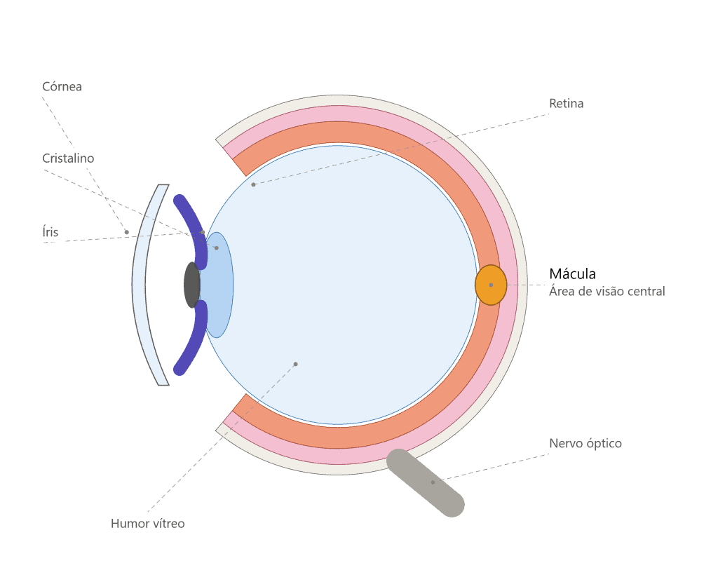 Ilustração realista de um olho humano com destaque para a retina e a mácula